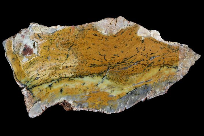 Strelley Pool Stromatolite - Billion Years Old #92805